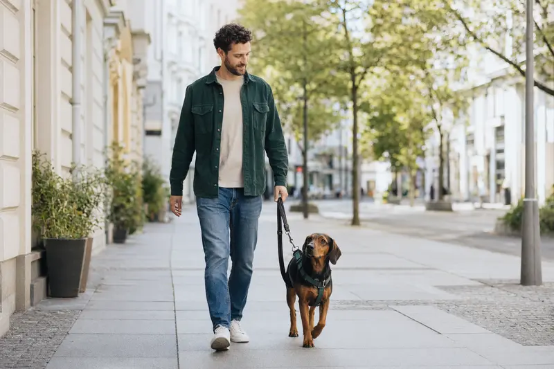 Ein Alpenländische Dachsbracke Hund läuft fröhlich an der Leine mit seinem Besitzer durch eine moderne Stadtstraße.
