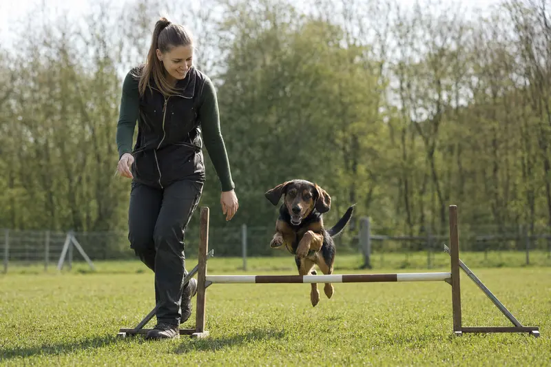 Ein Alpenländischer Dachsbracke Hund trainiert mit seinem Besitzer auf einem Hundeplatz und springt über eine Trainingshürde.