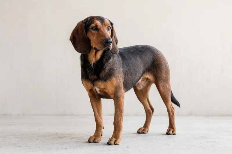 Ein Alpenländischer Erzgebirgler Dachsbracke Hund steht aufmerksam vor einem hellen Hintergrund.