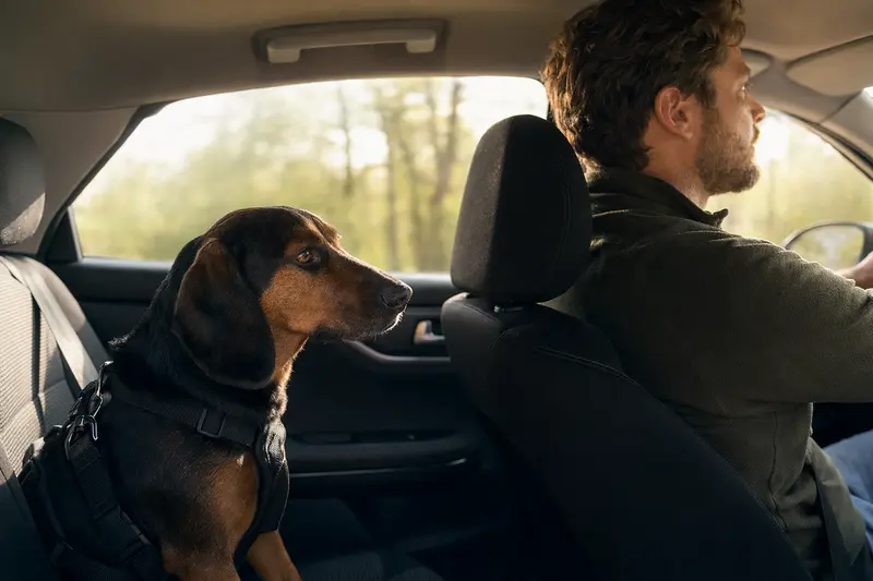 Ein Alpenländische-Erzgebirgler Dachsbracke Hund sitzt sicher angeschnallt auf der Rückbank eines Autos, während der Besitzer fährt.