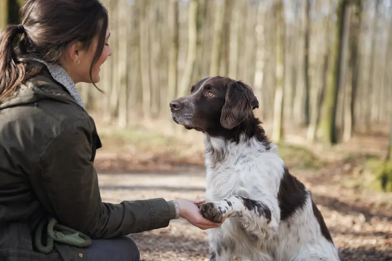 Ein aufmerksamer Altdänischer Hühnerhund steht in natürlicher Haltung vor neutralem Hintergrund.
