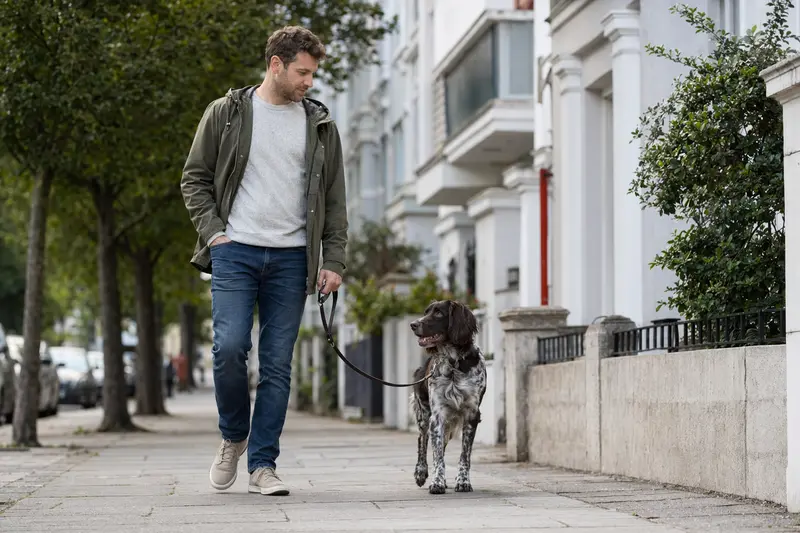 Ein Altdänischer Hühnerhund spaziert an der Leine mit seinem Besitzer durch eine moderne Stadtstraße.