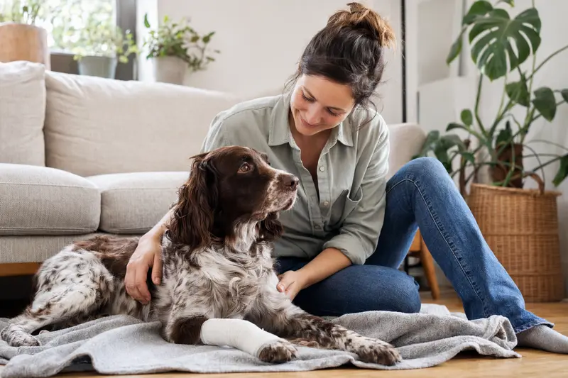 Ein Altdänischer Hühnerhund mit einem leichten Verband an der Pfote liegt entspannt auf einer Decke, während sein Besitzer sichtlich erleichtert daneben sitzt.
