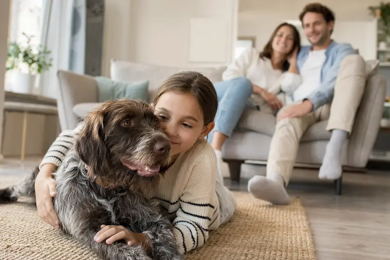 Ein Altdänischer Vorstehhund liegt entspannt neben einem Kind im Wohnzimmer und genießt die familiäre Atmosphäre.