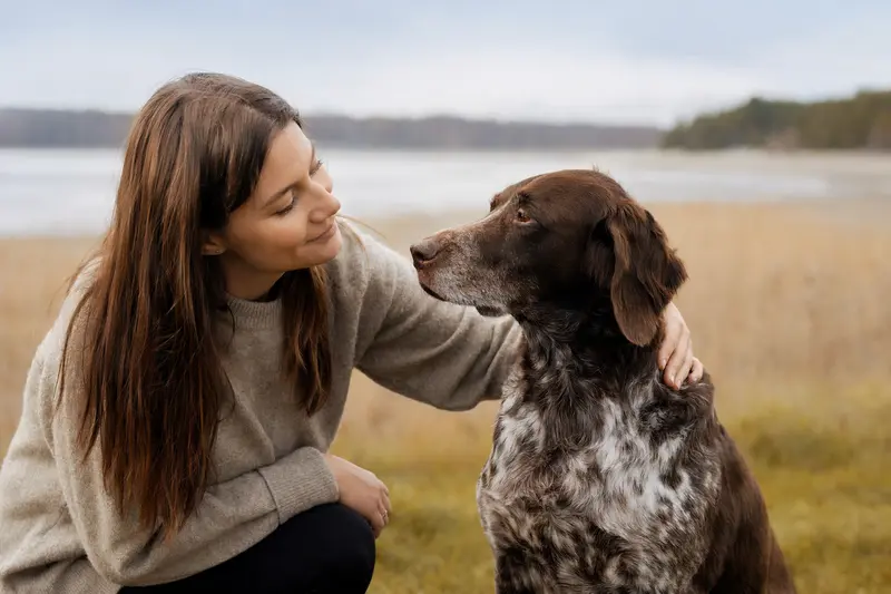 Ein Altdänischer Vorstehhund steht aufmerksam vor hellem Hintergrund und zeigt seine charakteristische Körperform und die feine Fellstruktur.