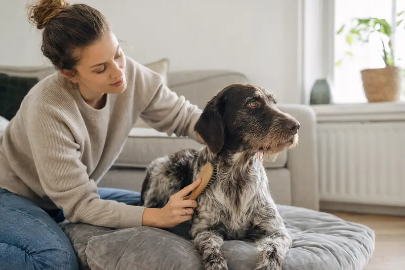 Ein Altdänischer Vorstehhund wird von seinem Besitzer liebevoll zuhause gebürstet und genießt die entspannte Fellpflege.
