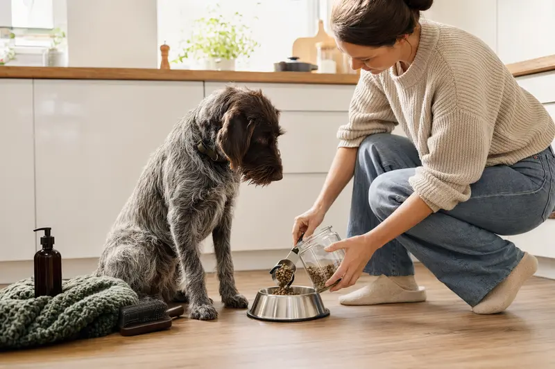 Ein Altdänischer Vorstehhund sitzt neben einem hochwertigen Futternapf und Pflegezubehör in einer hellen Küche.