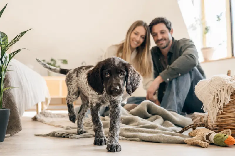 Ein neugieriger Altdänischer Vorstehhund Welpe erkundet seine helle, freundliche Wohnung mit einer liebevollen Familie im Hintergrund.