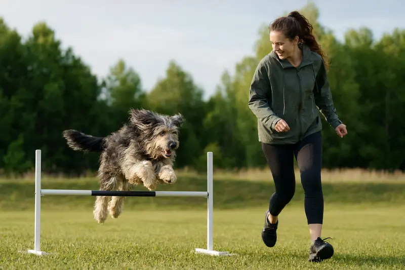 Ein Altdeutscher Hütehund trainiert mit seinem Besitzer auf einem Hundeplatz und springt über eine kleine Hürde.