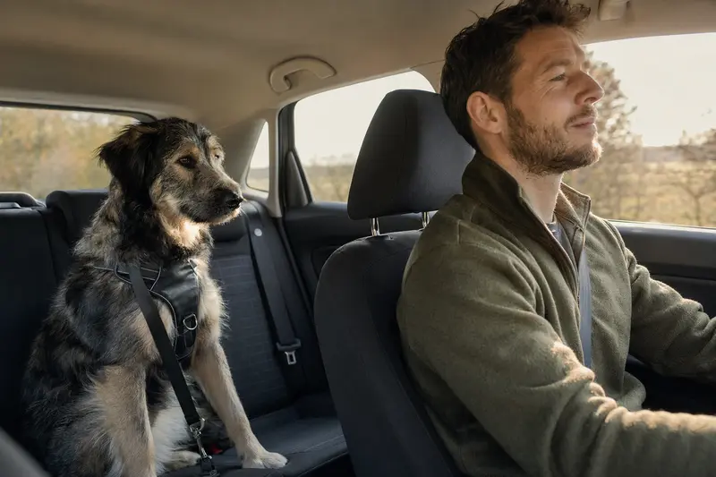 Ein Altdeutscher Hütehund sitzt sicher angeschnallt auf der Rückbank eines Autos, während der Besitzer entspannt fährt.