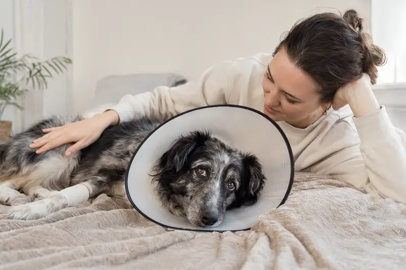 Ein Altdeutscher Hütehund ruhend auf einer Decke, trägt einen medizinischen Schutzkragen, während sein Besitzer beruhigend daneben sitzt.