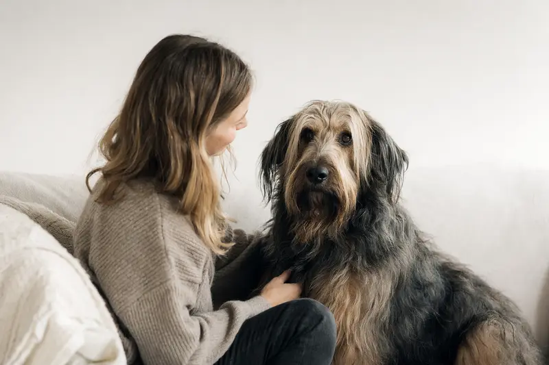 Ein altdeutscher Hütehund steht aufmerksam vor einem neutralen Hintergrund und zeigt seine charakteristische Körperform.