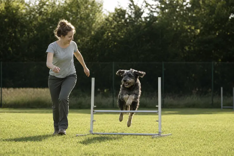Ein aktiver Altdeutscher Hütehund trainiert mit seinem Besitzer auf einem sonnigen Hundeplatz über eine kleine Hürde.