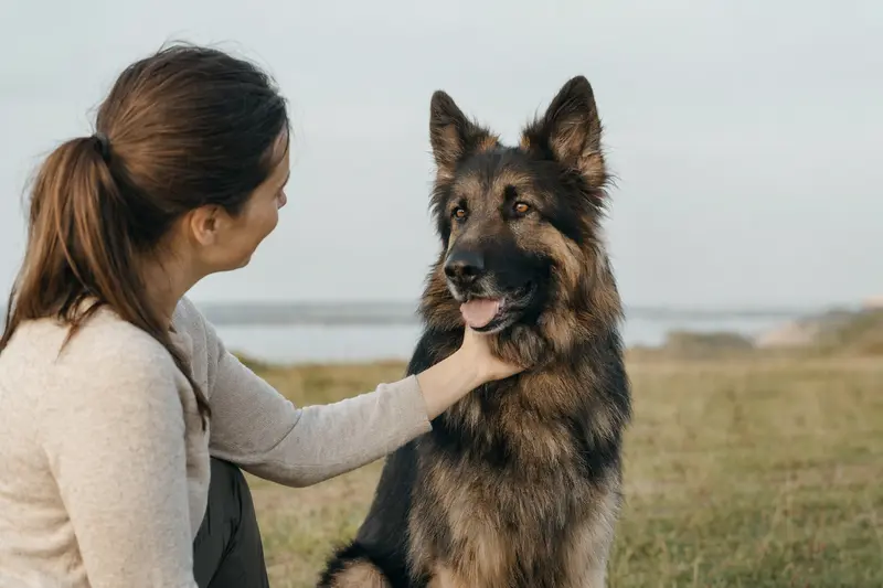 Ein Altdeutscher Schäferhund steht aufmerksam vor einem neutralen Hintergrund und zeigt seine typische Körperform und Fellstruktur.