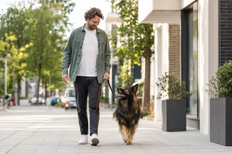 Ein Altdeutscher Schäferhund läuft entspannt an der Leine mit seinem Besitzer durch eine moderne Stadtstraße.