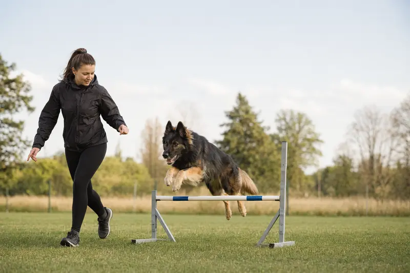 Ein aktiver Altdeutscher Schäferhund trainiert mit seinem Besitzer an einer kleinen Hürde auf einem sonnigen Hundeplatz.