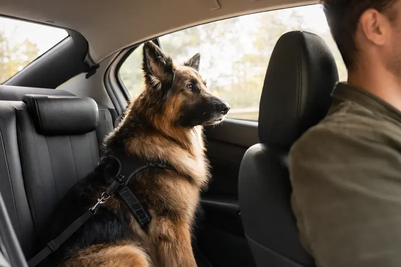 Ein Altdeutscher Schäferhund sitzt angeschnallt auf der Rückbank eines Autos, während der Besitzer ruhig fährt.
