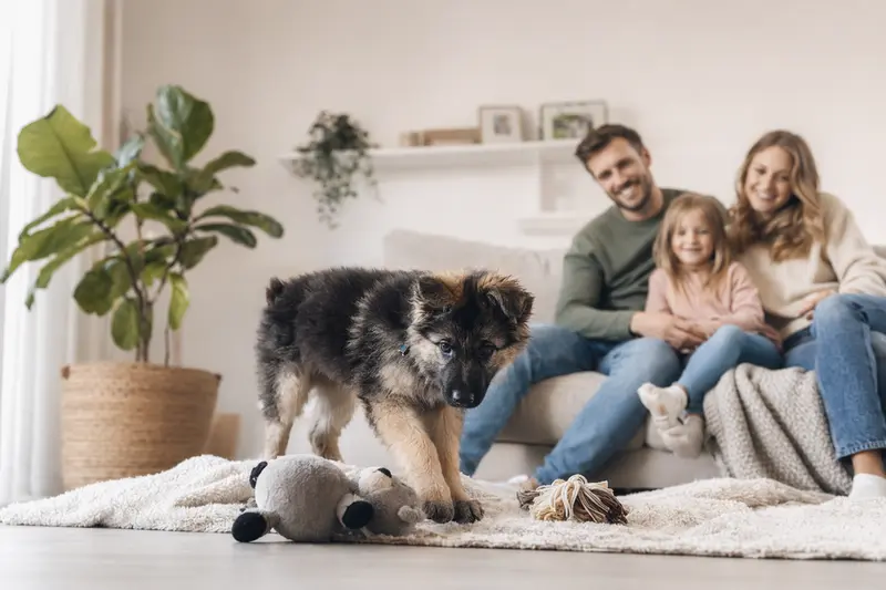 Ein junger Altdeutscher Schäferhund Welpe erkundet neugierig seine neue, freundliche Wohnung mit Spielzeug und einer liebevollen Familie im Hintergrund.