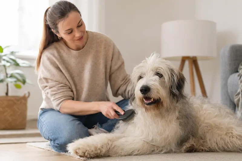Ein Altenglischer Schäferhund wird liebevoll zuhause gebürstet, was die Bedeutung von verantwortungsvoller Fellpflege zeigt.