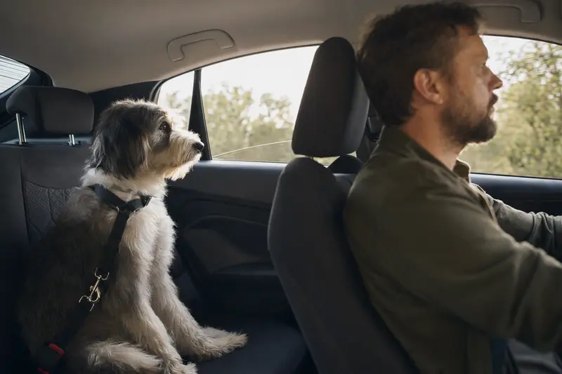 Ein Altenglischer Schäferhund sitzt sicher angeschnallt im Auto und genießt die Fahrt unter dem Sonnenlicht.