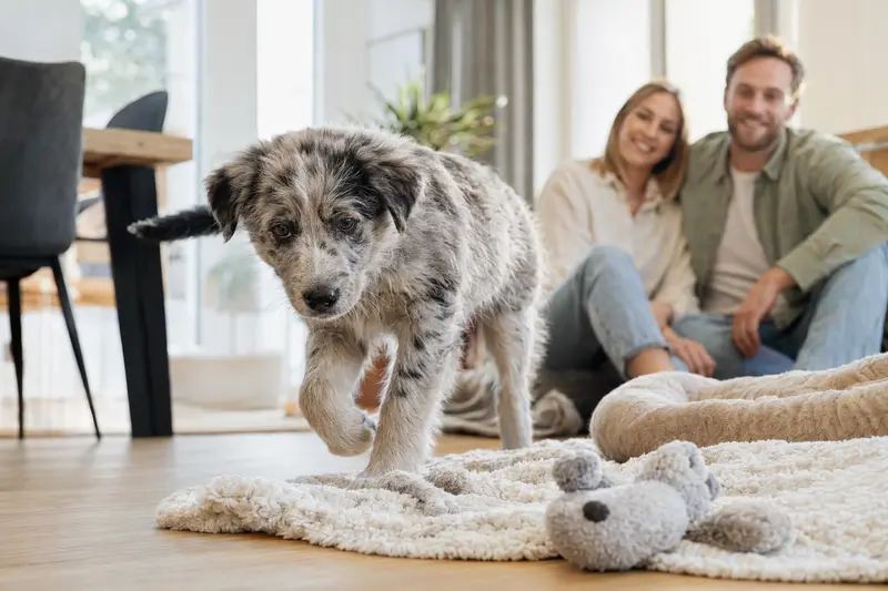 Ein neugieriger Altenglischer Schäferhund Welpe erkundet sein neues Zuhause mit einer weichen Decke und Spielzeug, während die liebevolle Familie im Hintergrund zu sehen ist.
