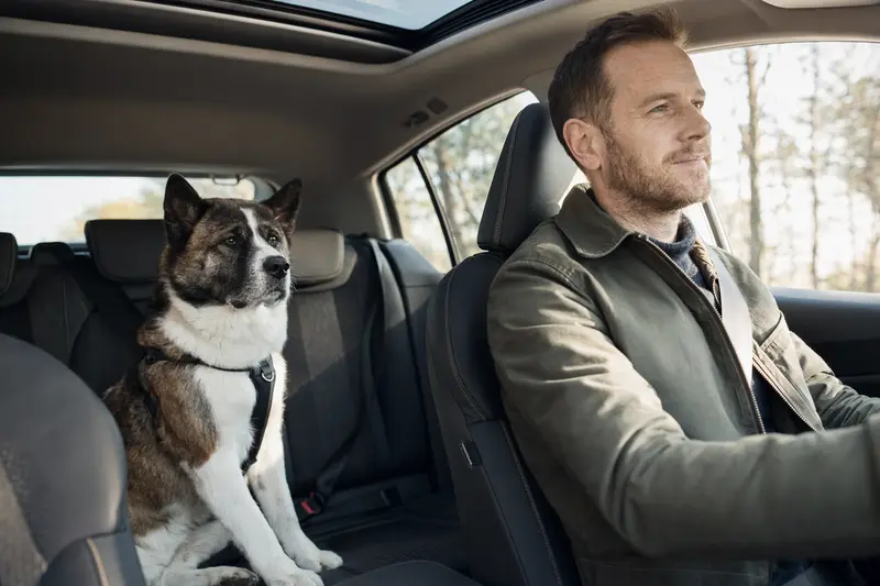 Ein American Akita sitzt sicher angeschnallt auf der Rückbank eines Autos, während der Besitzer ruhig fährt und Sonnenlicht durch das Fenster fällt.