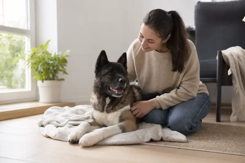 Ein American Akita mit leicht verbundenem Pfotenverband liegt ruhig auf einer Decke, während sein erleichterter Besitzer neben ihm sitzt.