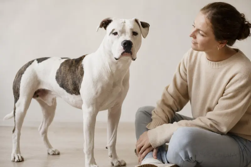 Ein aufmerksamer American Bulldog steht vor einem hellen neutralen Hintergrund und zeigt die typischen Merkmale der Rasse.
