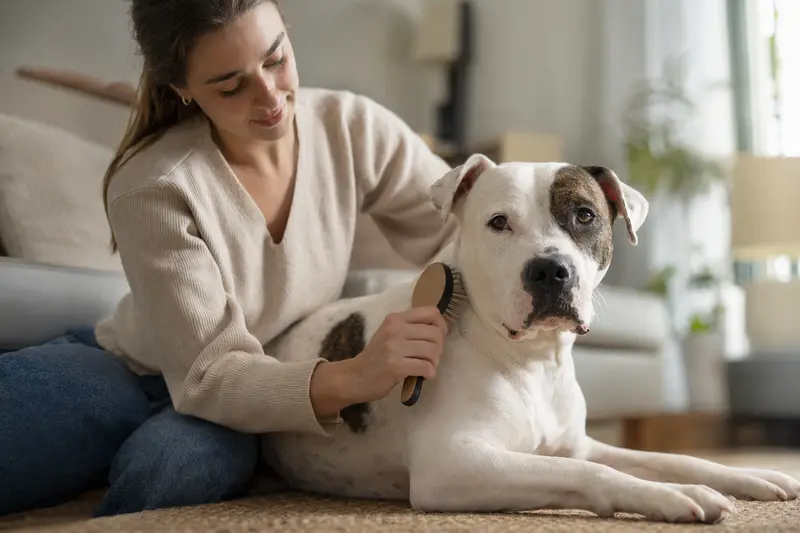 Ein American Bulldog wird liebevoll zuhause gebürstet, was die besondere Pflege und Fürsorge für die Gesundheit des Hundes zeigt.