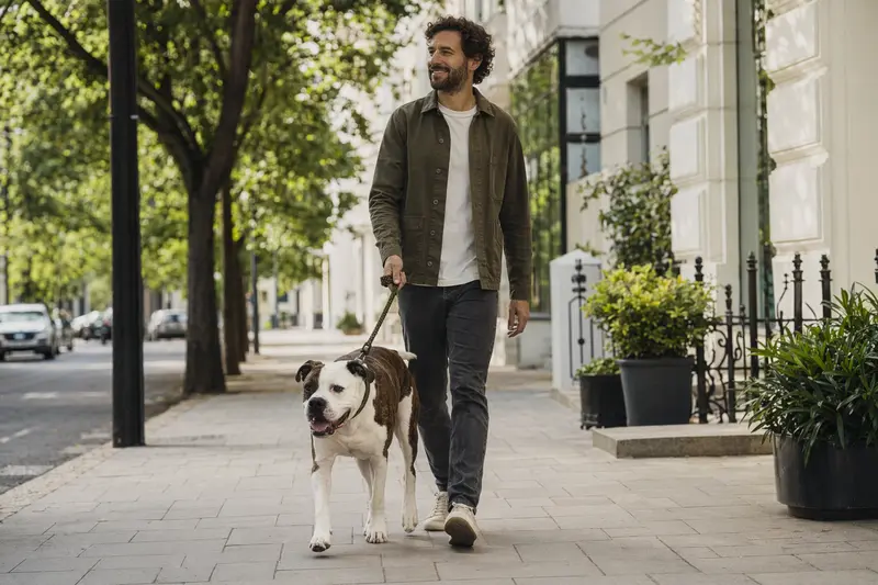 Ein American Bulldog läuft entspannt an der Leine mit seinem Besitzer durch eine moderne Stadtstraße.