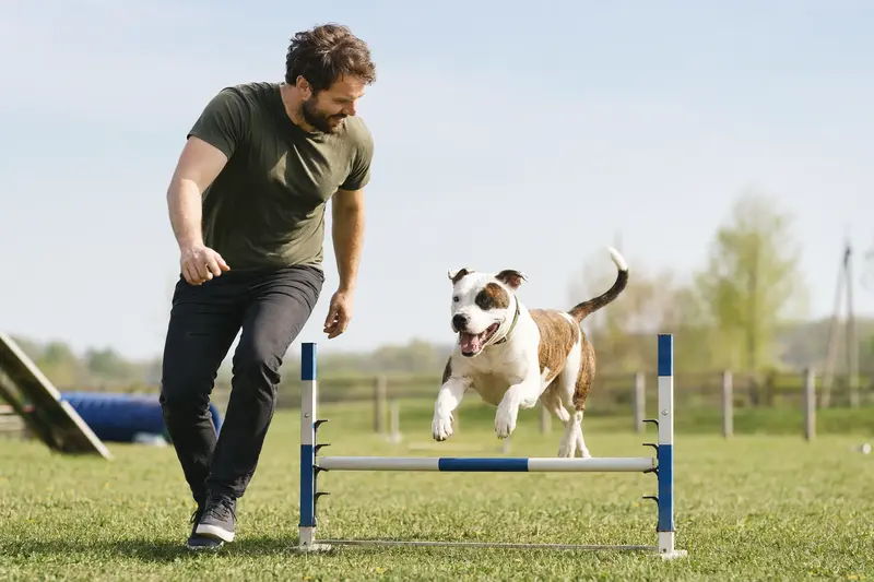Ein American Bulldog springt beim Training mit seinem Besitzer über eine kleine Hürde auf dem Hundeplatz.