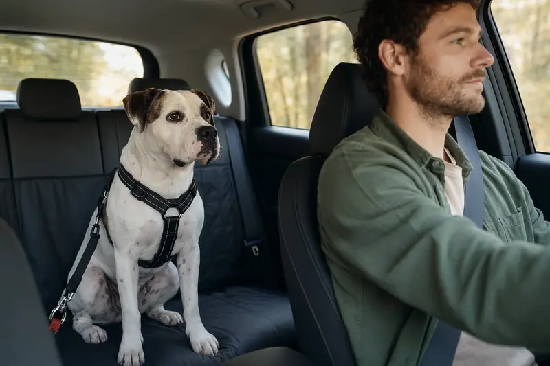 Ein American Bulldog sitzt sicher angeschnallt auf der Rückbank eines Autos und genießt die Fahrt bei Sonnenlicht.