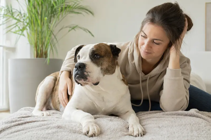 Ein American Bulldog mit leichtem Verband an der Pfote liegt entspannt neben seinem Besitzer in einer hellen Wohnung.