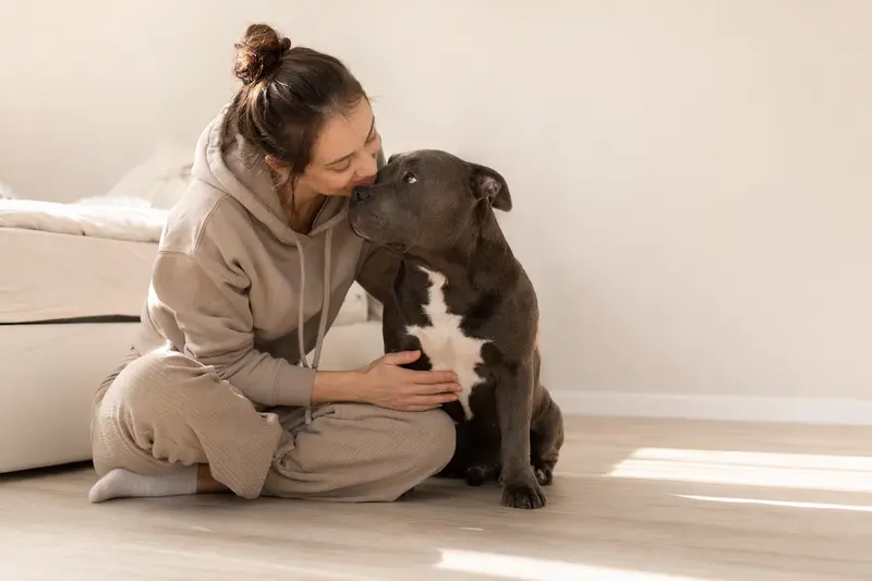 Ein aufmerksamer American Bully Hund steht vor einem neutralen Hintergrund und zeigt die typischen Merkmale seiner Rasse.