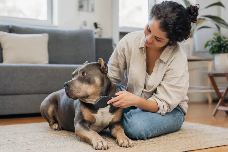 Ein liebevoller Besitzer bürstet sanft das Fell seines American Bully Hundes in einer hellen Wohnung.