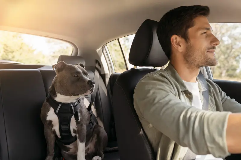 Ein American Bully sitzt sicher angeschnallt auf der Rückbank eines Autos und genießt die Autofahrt.