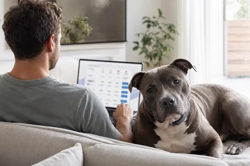 Ein Hundebesitzer mit einem American Bully Hund sitzt auf dem Sofa und vergleicht Versicherungen auf seinem Laptop in einer hellen Wohnung.