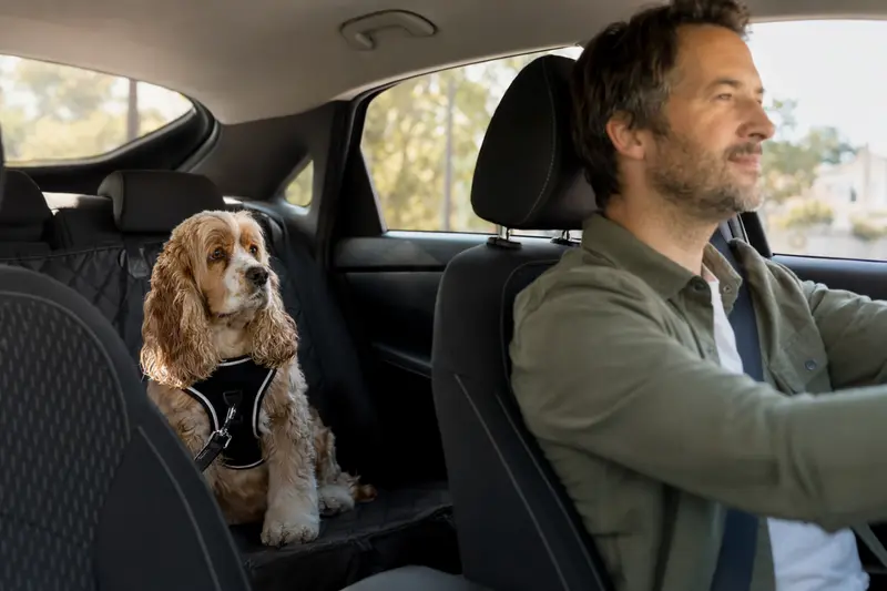 Ein American Cocker Spaniel sitzt sicher angegurtet auf der Rückbank eines Fahrzeugs, während der Fahrer entspannt fährt.