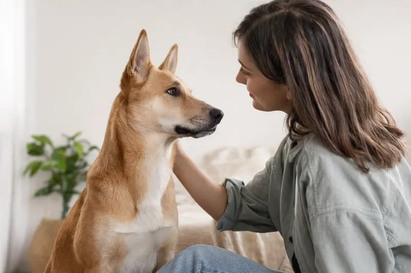 Ein aufmerksamer American Dingo Hund vor hellem Hintergrund, repräsentiert die Rasse mit ihrem typischen Aussehen und sanftem Licht.
