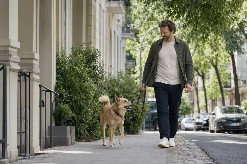 Ein American Dingo Hund läuft an der Leine mit seinem Besitzer auf einer modernen Stadtstraße.