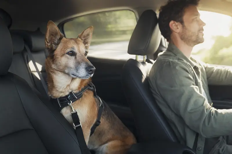 Ein American Dingo Hund sitzt sicher mit Gurten angeschnallt auf der Rückbank eines Autos während der Besitzer fährt.