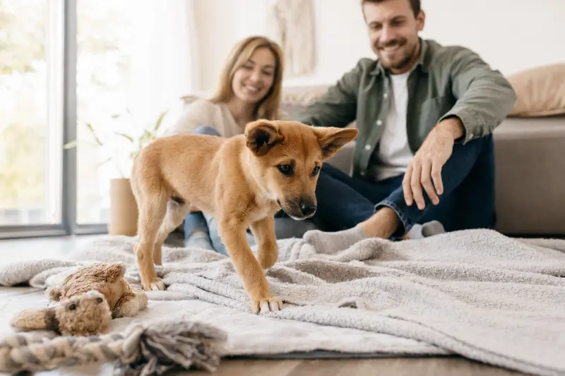Ein neugieriger American Dingo Welpe erkundet seine helle und freundliche Umgebung mit einer liebevollen Familie im Hintergrund.