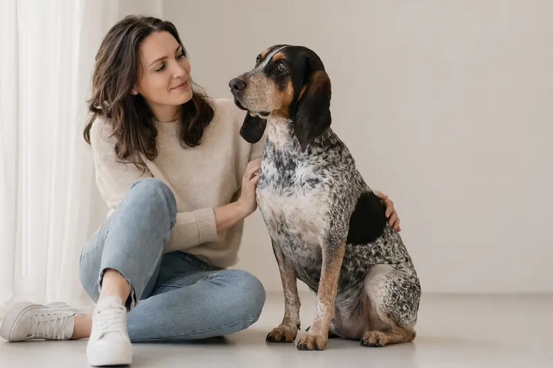 Ein American English Coonhound steht aufmerksam vor neutralem Hintergrund und zeigt seine charakteristische Fellstruktur.