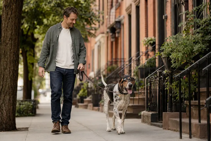 Ein American English Coonhound läuft entspannt an der Leine mit seinem Besitzer durch eine moderne Stadtstraße.