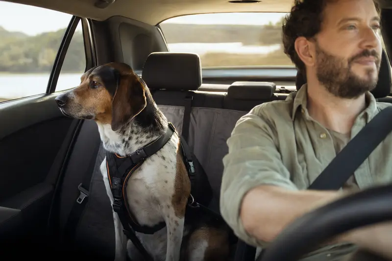Ein American English Coonhound sitzt sicher angeschnallt auf der Rückbank eines Autos, während die Sonne durch das Fenster scheint.