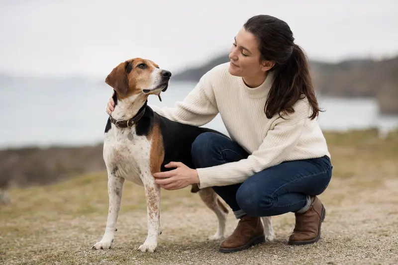 Ein aufmerksamer American Foxhound Hund steht vor einem neutralen Hintergrund und präsentiert seine typische Körperform und Fellstruktur.