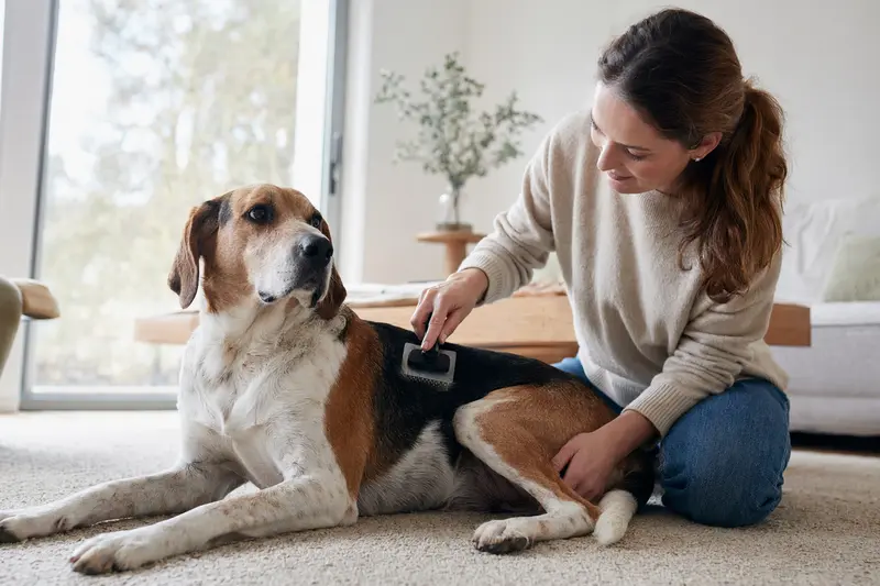 Ein American Foxhound wird liebevoll von seinem Besitzer in einer hellen Wohnung gebürstet, was die Bedeutung der Fellpflege unterstreicht.