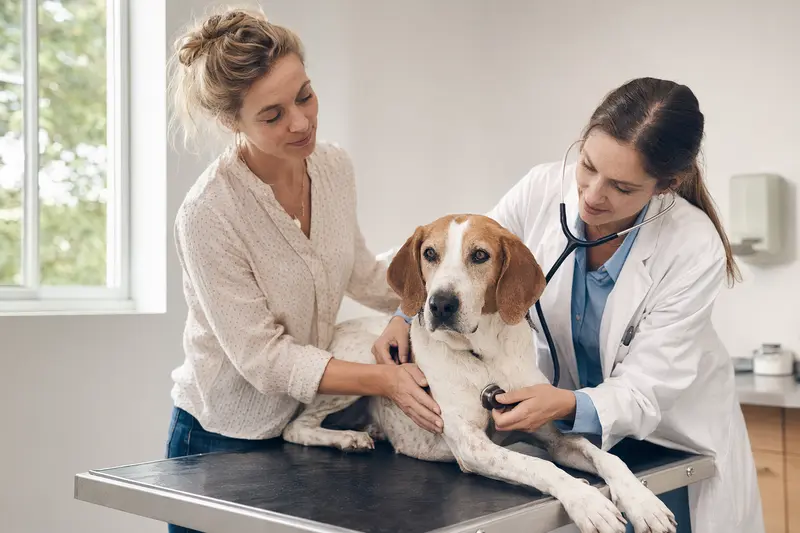 Ein ruhiger American Foxhound Hund auf einem Untersuchungstisch in einer Tierarztpraxis wird sanft von einer Tierärztin mit einem Stethoskop untersucht.