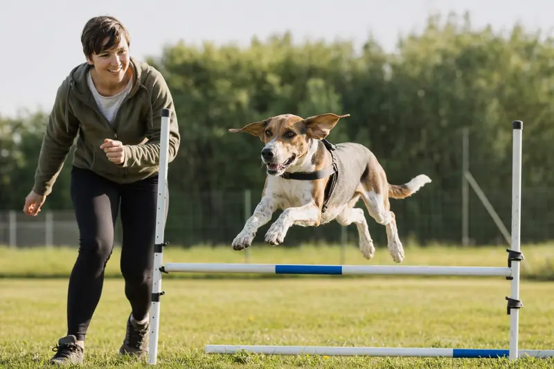 Ein American Foxhound springt beim Training mit seinem Besitzer über eine kleine Hürde auf dem Hundeplatz.