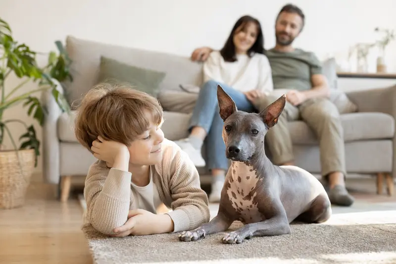 Ein American Hairless Terrier liegt entspannt neben einem Kind im hellen Wohnzimmer, während die Eltern im Hintergrund für eine sichere Familienatmosphäre sorgen.